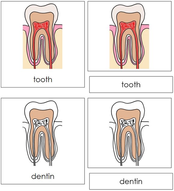 Tooth Nomenclature Cards - Montessori Print Shop