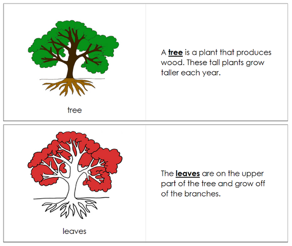 Parts of a Tree Nomenclature Book (red) - Montessori Print Shop Digital Download