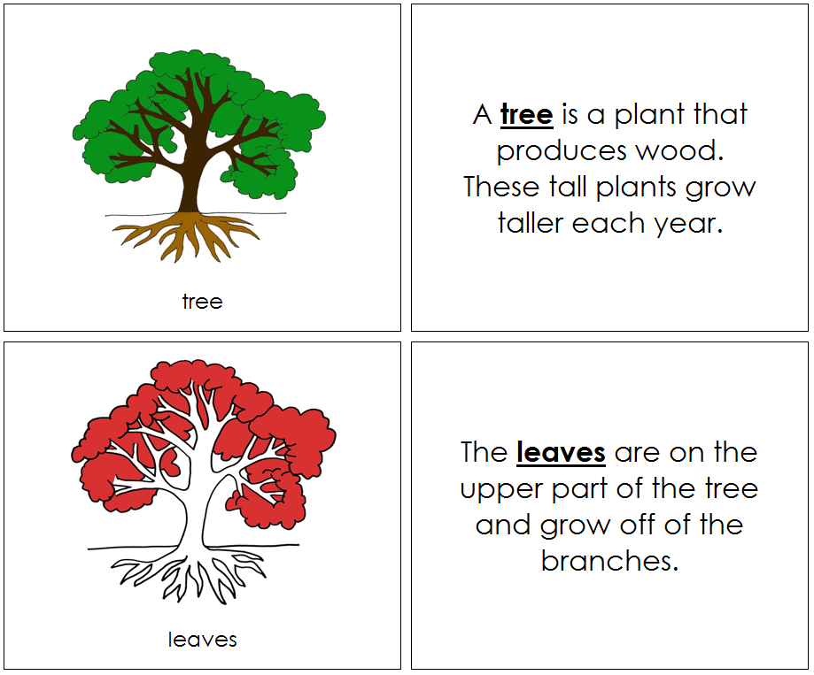 Parts of a Tree Nomenclature Book (red) - Montessori Print Shop Digital Download