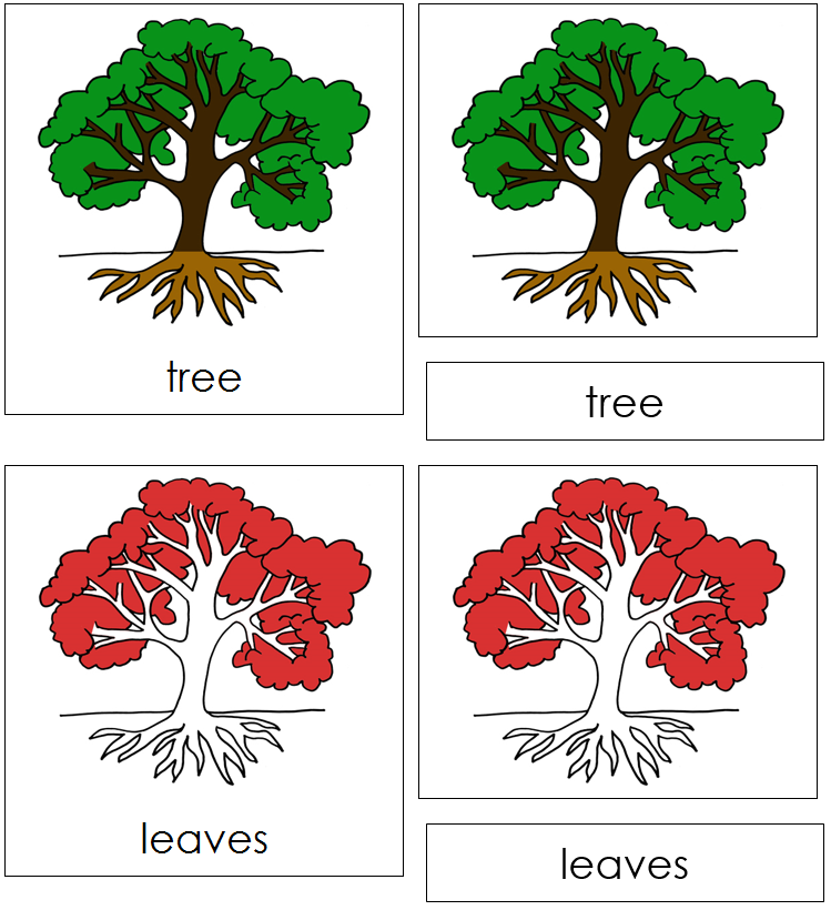 Tree Nomenclature Cards (red) - Montessori Print Shop Digital Download