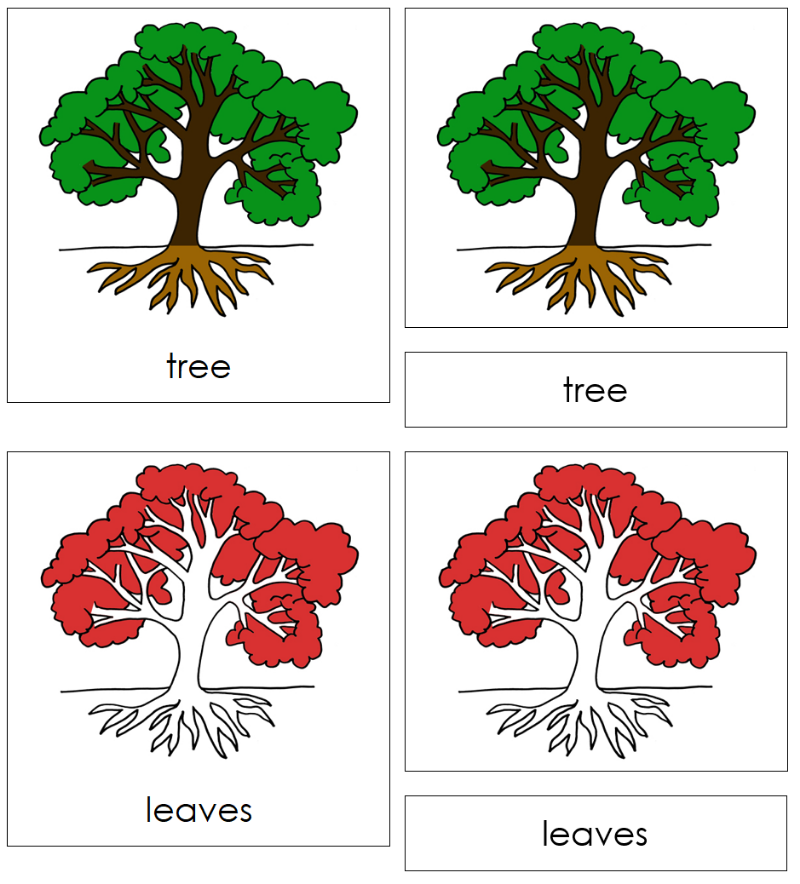 Montessori Tree Nomenclature Cards - Montessori Print Shop Digital Download 
