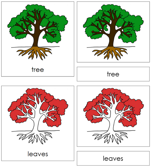 Montessori Tree Nomenclature Definition Set - Montessori Print Shop Digital Download 