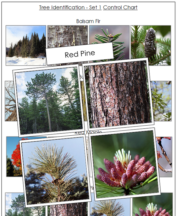 Tree Identification Cards Set 1 - Montessori Print Shop Digital Download