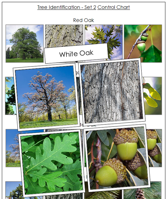 Tree Identification Cards Set 2 - Montessori Print Shop Digital Download