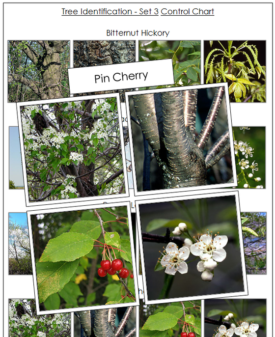 Tree Identification Cards Set 3 - Montessori Print Shop Digital Download