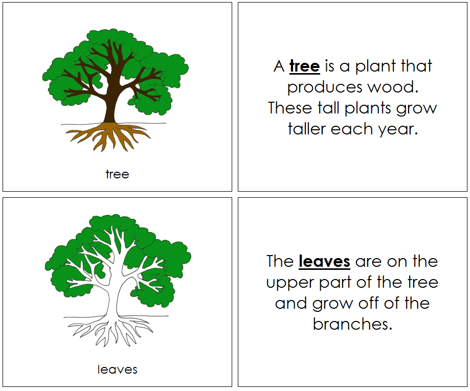 Parts of  Tree Nomenclature Book - Montessori Print Shop Digital Download
