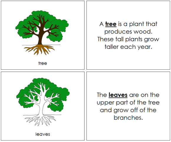 Botany Nomenclature Bundle Set 1 - Montessori Print Shop