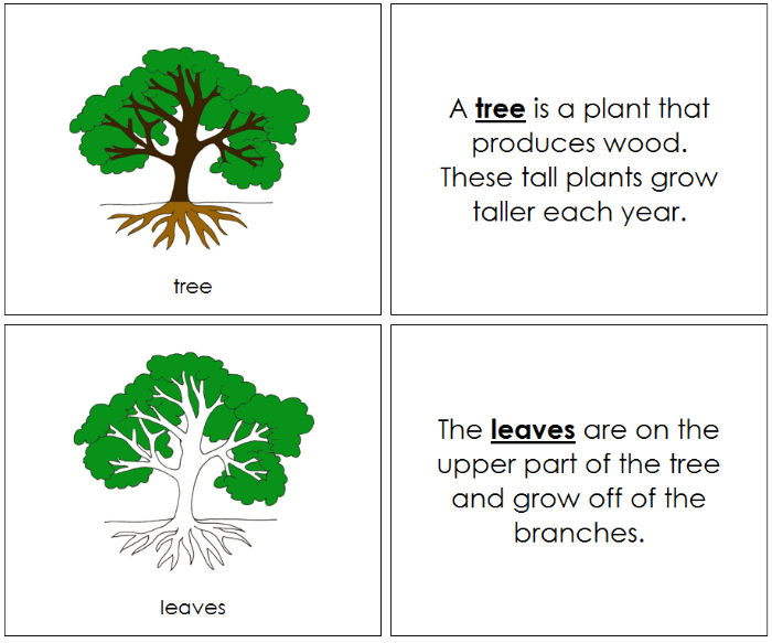 Parts of a Tree Nomenclature Book - Montessori Print Shop Digital Download