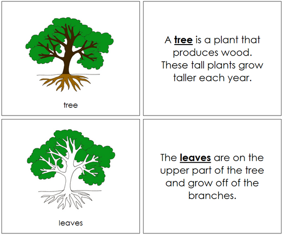 Tree Nomenclature Book - Montessori Print Shop