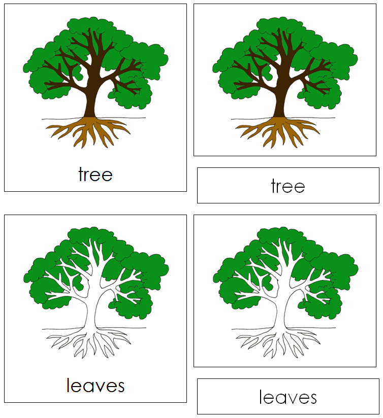 Tree Nomenclature Cards - Montessori Print Shop