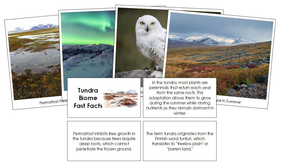 Tundra Biome Fast Facts & Pictures - Montessori Print Shop