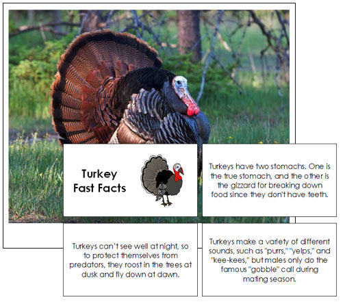 Turkey Fast Facts & Pictures - Montessori Print Shop