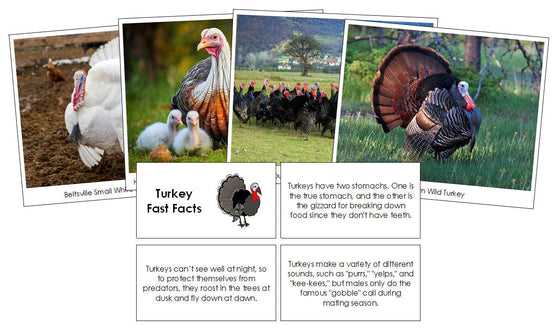 Turkey Fast Facts & Pictures - Montessori Print Shop Digital Download