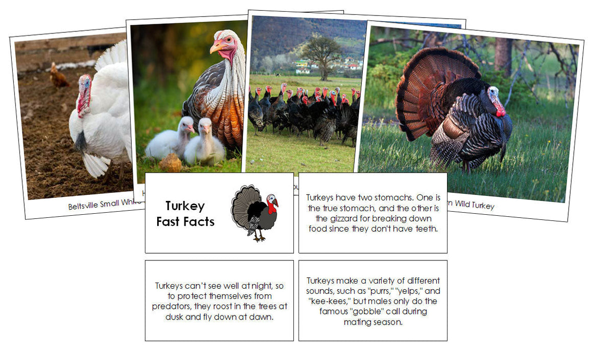 Turkey Fast Facts & Pictures - Montessori Print Shop Digital Download