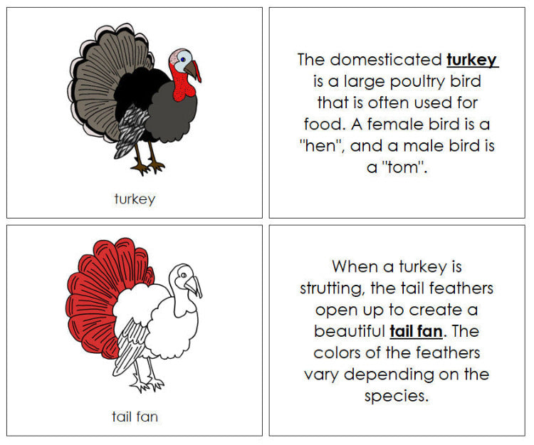 Parts of a Turkey Nomenclature Book (red) - Montessori Print Shop Digital Download