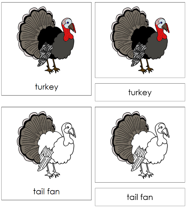 Parts of a Turkey 3-Part Nomenclature Cards - Montessori Print Shop Digital Download