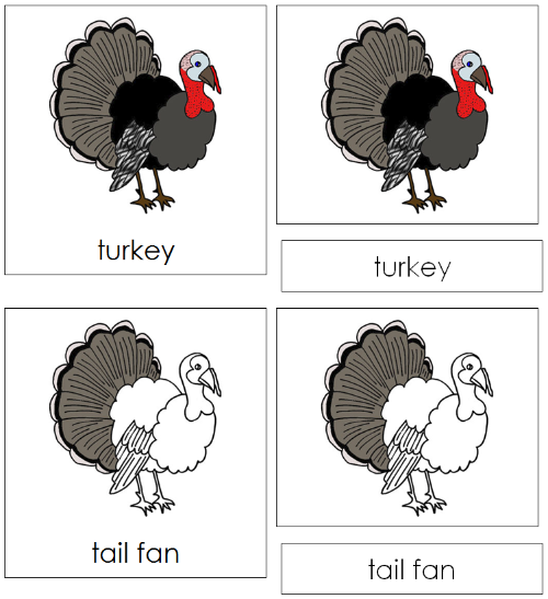 Turkey Nomenclature 3-Part Cards - Montessori Print Shop
