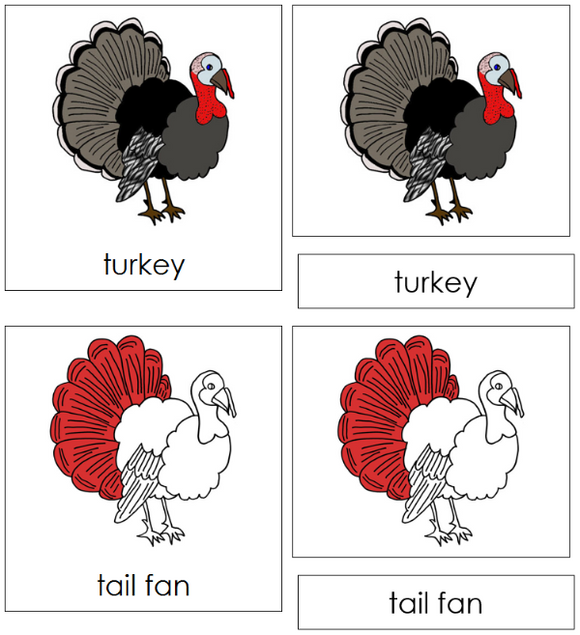 Parts of a Turkey 3-Part Nomenclature Cards (red) - Montessori Print Shop Digital Download