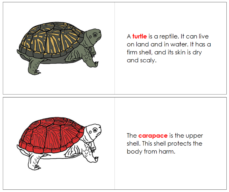 Montessori Parts of the Turtle Nomenclature Book - Montessori Print Shop Digital Download