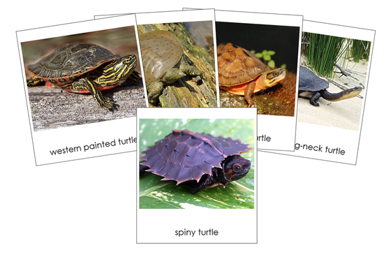 Types of Turtles 3-Part Cards - Montessori Print Shop Digital Download