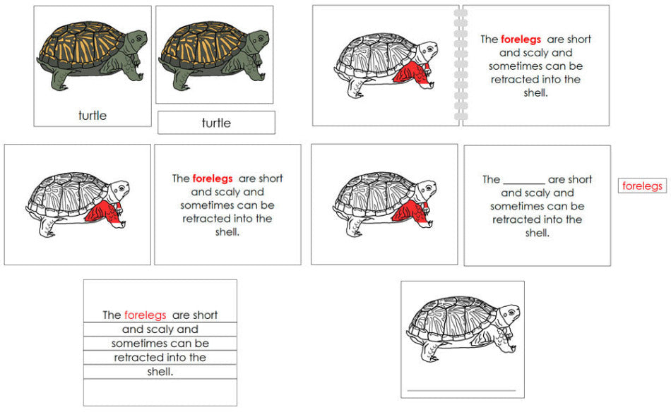 Montessori Parts of the Turtle Nomenclature Definition Set - Montessori Print Shop Digital Download