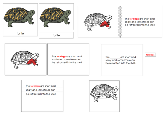 Montessori Parts of the Turtle Nomenclature Definition Set - Montessori Print Shop Digital Download