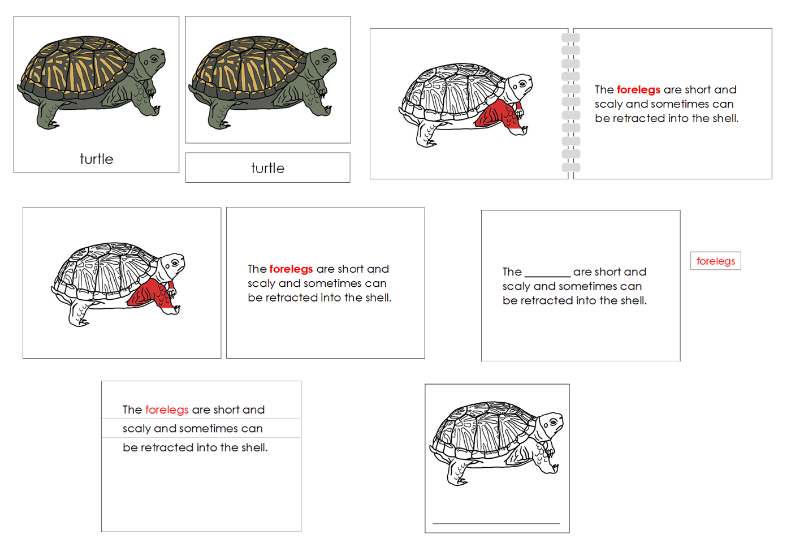 Montessori Parts of the Turtle Nomenclature Definition Set - Montessori Print Shop Digital Download