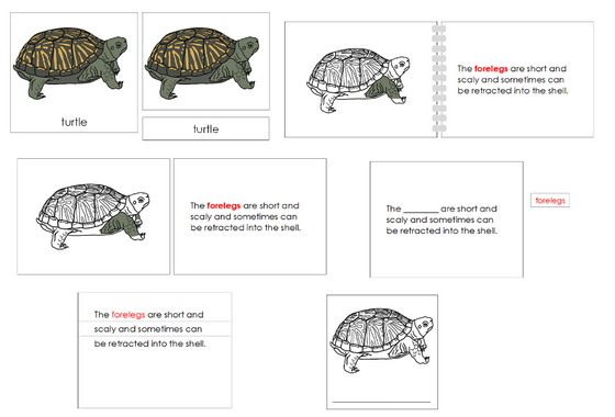 Montessori Parts of the Turtle Nomenclature Definition Set - Montessori Print Shop Digital Download