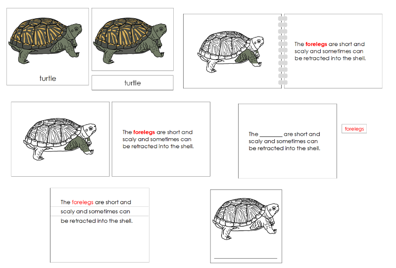 Montessori Parts of the Turtle Nomenclature Definition Set - Montessori Print Shop Digital Download