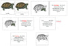 Turtle Definition Set - Montessori Print Shop nomenclature