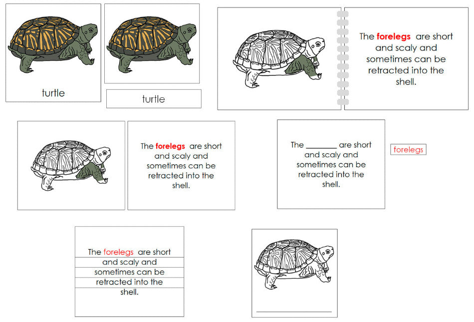 Montessori Parts of the Turtle Nomenclature Definition Set - Montessori Print Shop Digital Download