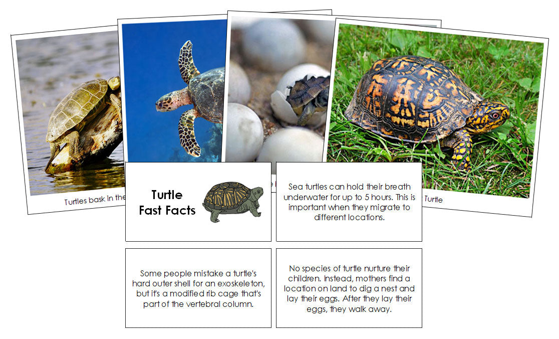 Turtle Fast Facts & Pictures - Montessori Print Shop Digital Download