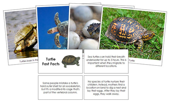 Turtle Fast Facts & Pictures - Montessori Print Shop