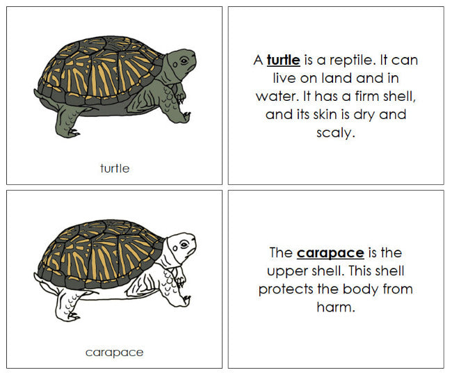 Montessori Parts of the Turtle Nomenclature Book - Montessori Print Shop Digital Download