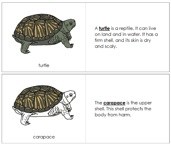 Parts of a Turtle Nomenclature Book - Montessori Print Shop Digital Download