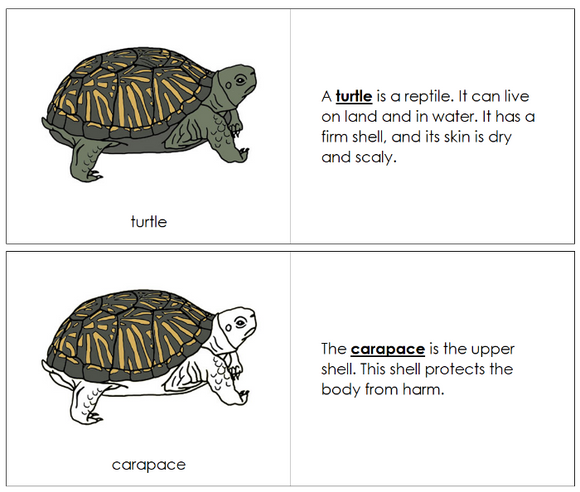 Parts of a Turtle Nomenclature Book - Montessori Print Shop Digital Download