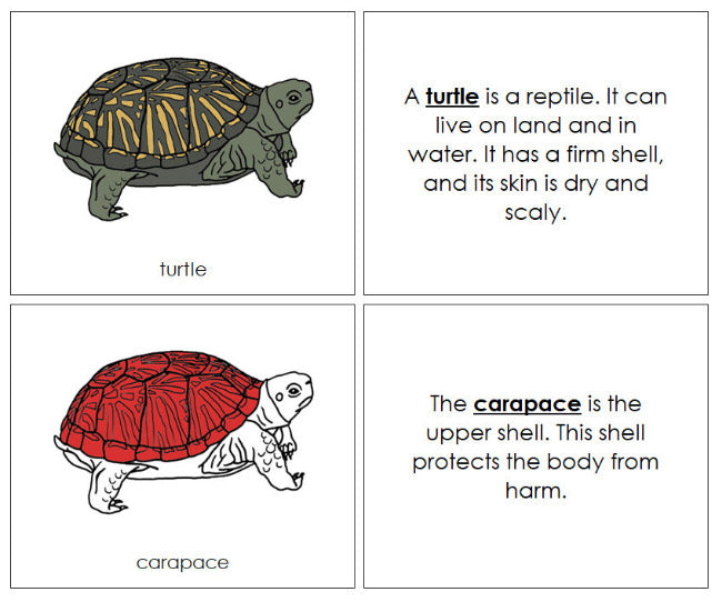 Montessori Parts of the Turtle Nomenclature Book - Montessori Print Shop Digital Download