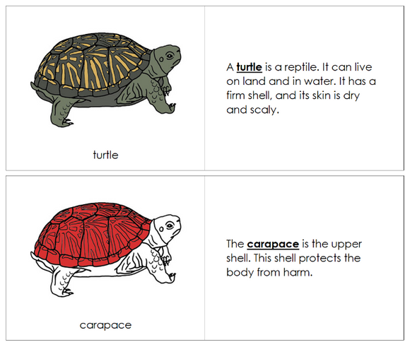 Parts of a Turtle Nomenclature Book - Montessori Print Shop Digital Download