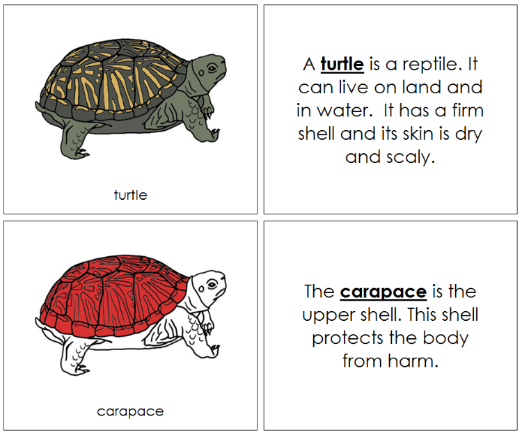 Turtle Nomenclature Book (red) - Montessori Print Shop Digital Download
