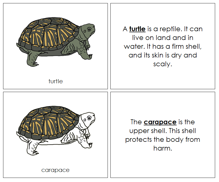 Parts of a Turtle Nomenclature Book - Montessori Print Shop Digital Download
