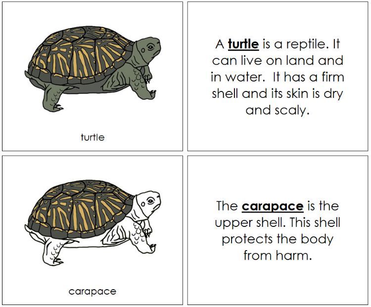 Turtle Nomenclature Book - Montessori Print Shop Digital Download