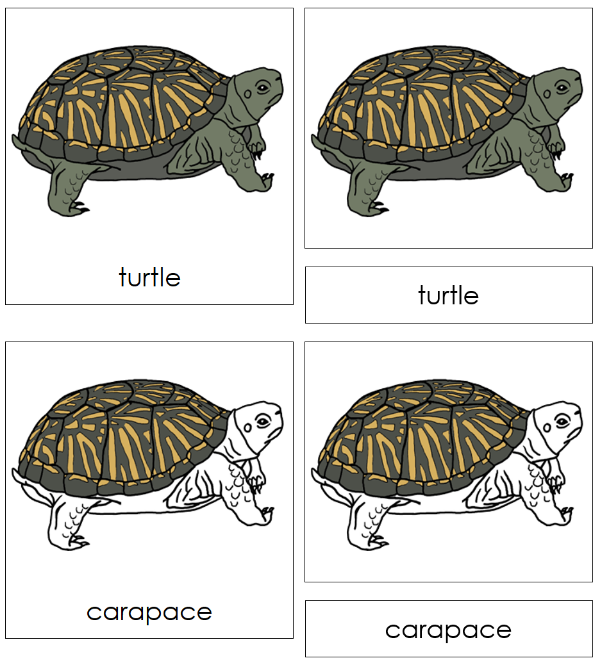 Parts of a Turtle 3-Part Nomenclature Cards - Montessori Print Shop Digital Download