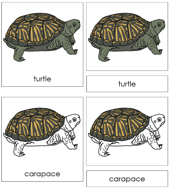 Parts of a Turtle 3-Part Nomenclature Cards - Montessori Print Shop Digital Download