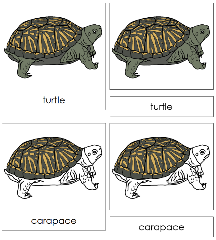 Parts of a Turtle Nomenclature Cards - Montessori Print Shop Digital Download