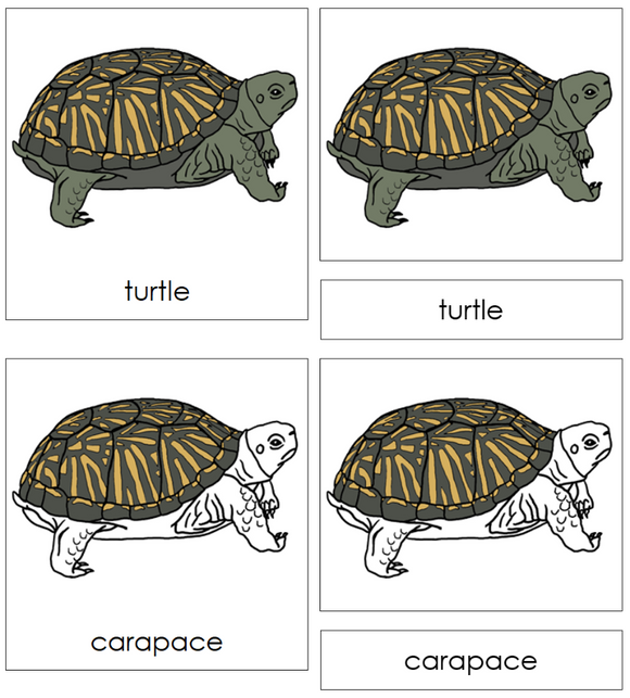 Montessori Parts of the Turtle Nomenclature Definition Set - Montessori Print Shop Digital Download