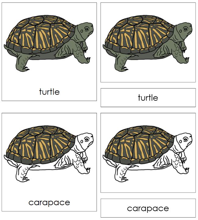 Montessori Parts of the Turtle 3-Part Nomenclature Cards - Montessori Print Shop Digital Download