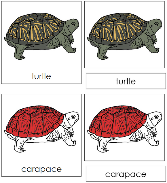 Turtle Nomenclature Cards (red) - Montessori Print Shop