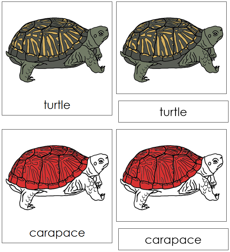 Turtle Nomenclature Cards (red) - Montessori Print Shop Digital Download