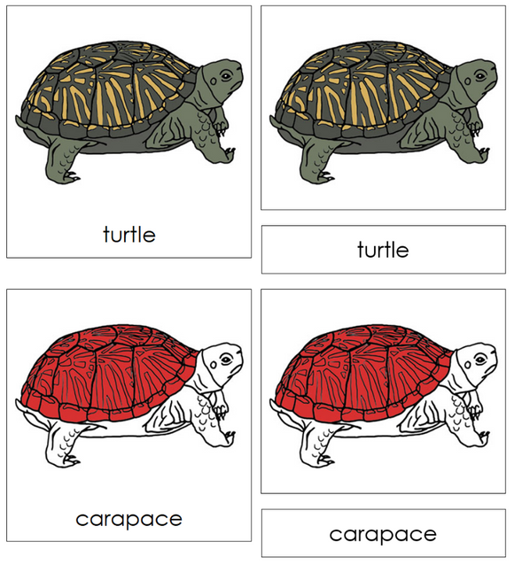 Montessori Parts of the Turtle Nomenclature Definition Set - Montessori Print Shop Digital Download