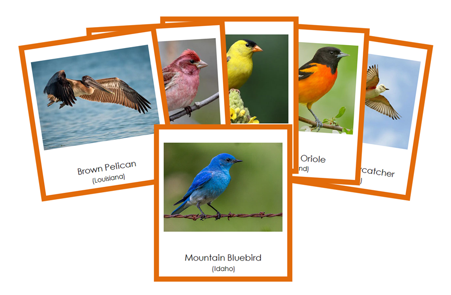 State Birds of the USA 3-Part Cards (color-coded) - Montessori Print Shop Digital Download